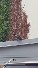 Corvus cornix