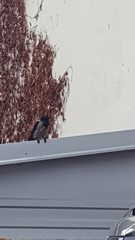 Corvus cornix