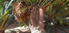 Encephalartos natalensis