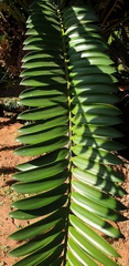 Encephalartos natalensis