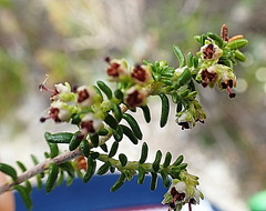 Erica arenaria