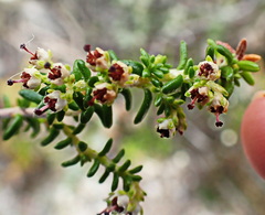 Erica arenaria