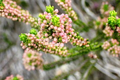 Erica curtophylla