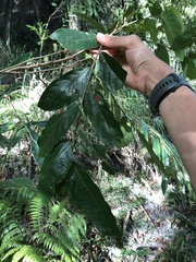 Glochidion philippicum