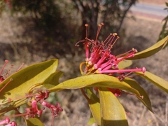 Globimetula rubripes