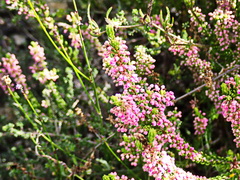 Erica curtophylla