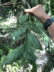 Glochidion philippicum