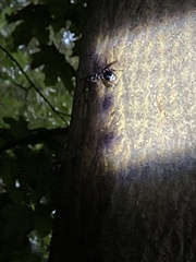 Dolichovespula maculata