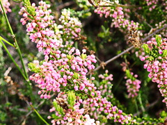 Erica curtophylla