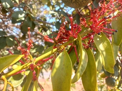 Globimetula rubripes