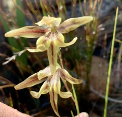 Gladiolus hyalinus