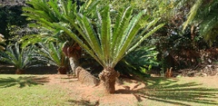 Encephalartos natalensis