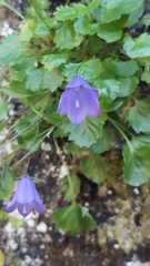 Campanula