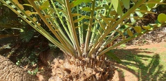 Encephalartos natalensis