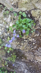 Campanula