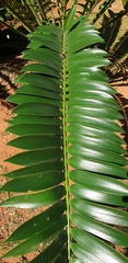 Encephalartos natalensis