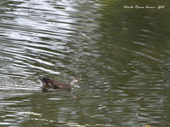 Gallinula chloropus