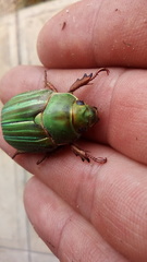 Chrysina adelaida