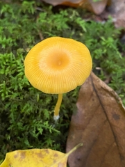 Entoloma unicolor