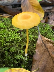 Entoloma unicolor