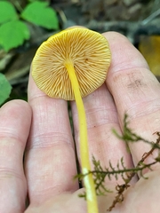 Entoloma unicolor