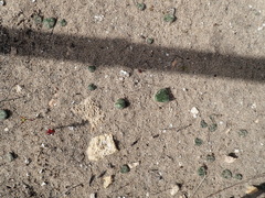 Eriospermum proliferum