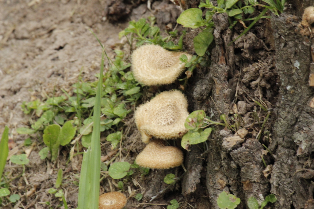 Lentinus crinitus · December 2013 · photo: © bombin (iNaturalist, cc-by)