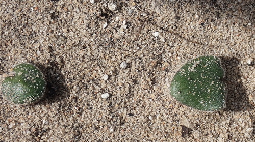 Image of Eriospermum proliferum by no rights reserved