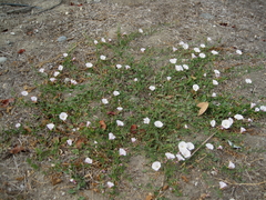 Convolvulus arvensis