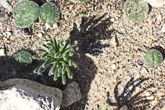 Eriospermum proliferum