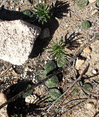 Eriospermum proliferum