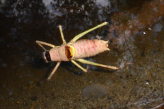 Ephippiger perforatus