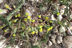 Euphorbia foliosa