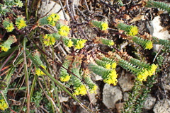Euphorbia foliosa