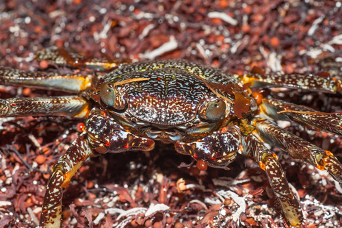 Sally Lightfoot Crab, photo 5 of 10
