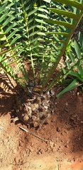 Encephalartos natalensis