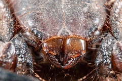 Hadogenes troglodytes