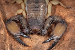 Hadogenes troglodytes