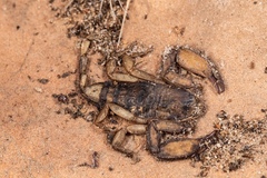 Hadogenes troglodytes