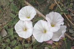 Convolvulus arvensis