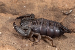 Hadogenes troglodytes