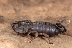 Hadogenes troglodytes