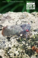 Acraephia perspicillata