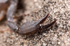 Hadogenes troglodytes