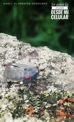 Acraephia perspicillata