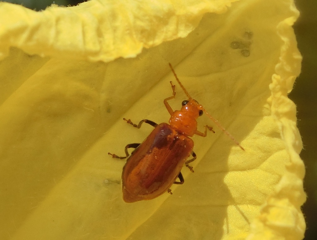 Aulacophora indica from 台灣雲林縣 on August 12, 2022 at 1126 AM by