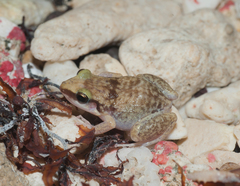 Eleutherodactylus etheridgei