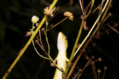 Takydromus septentrionalis