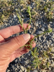 Salsola collina