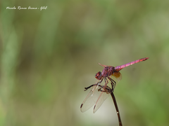 Trithemis annulata